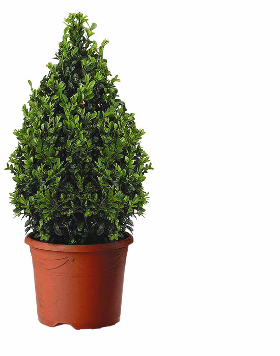 Buksbom pyramideformet 23 cm potte